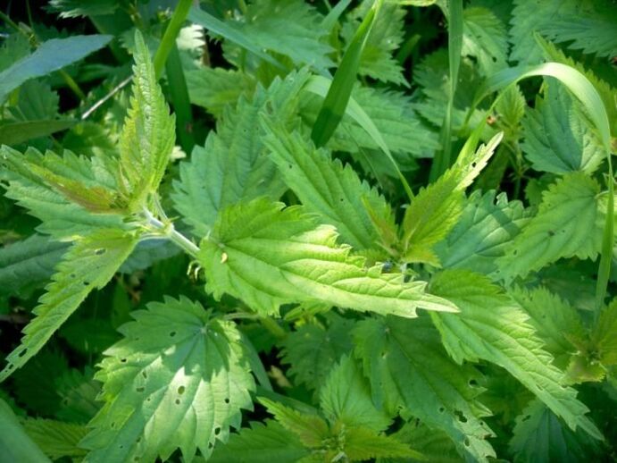 A ortiga é un remedio eficaz para o tratamento das varices nas fases iniciais